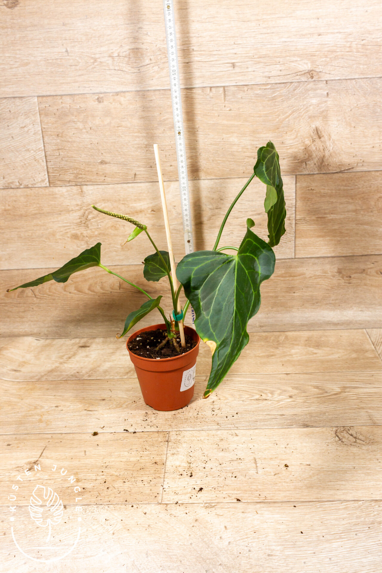 Anthurium delta force 002 WYSIWYG SAD