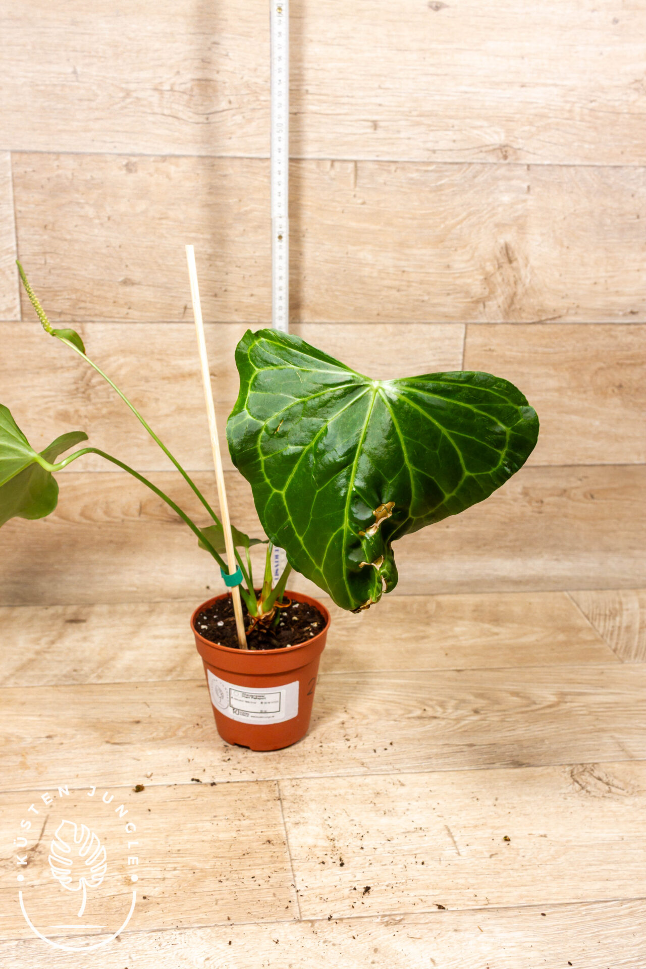 Anthurium delta force 002 WYSIWYG SAD - Image 2