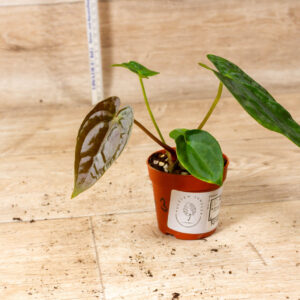 Anthurium Papillilaminum Guna Yala x BVEP 003 WYSIWYG