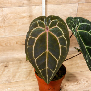 Anthurium red crystallinum nse x tezula 002A WYSIWYG