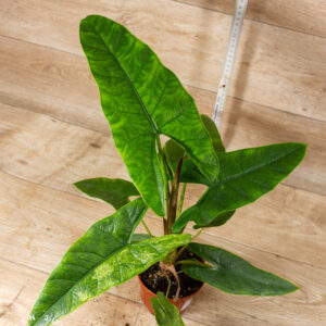 Alocasia sulawesi green carpet variegata 002C WYSIWYG