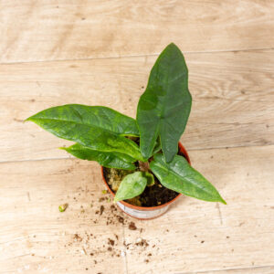 Alocasia sulawesi green carpet variegata 003 WYSIWYG