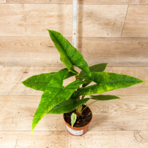 Alocasia sulawesi green carpet variegata 004 WYSIWYG