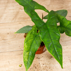 Alocasia sulawesi green carpet variegata/mint 004A WYSIWYG