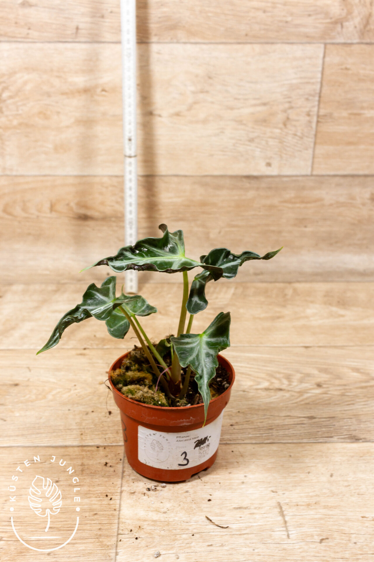 Alocasia loco 003 WYSIWYG – Bild 2