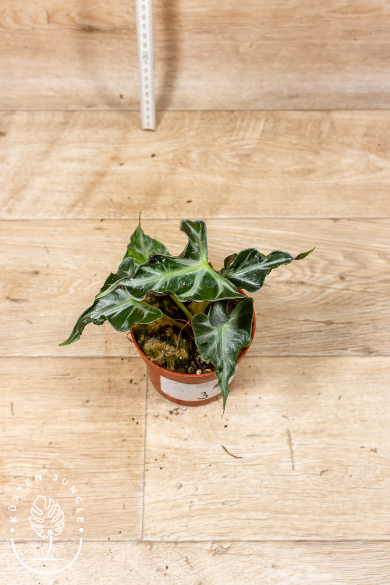 Alocasia loco 003 WYSIWYG