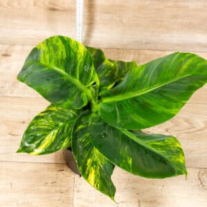 Musa aurea 005 WYSIWYG