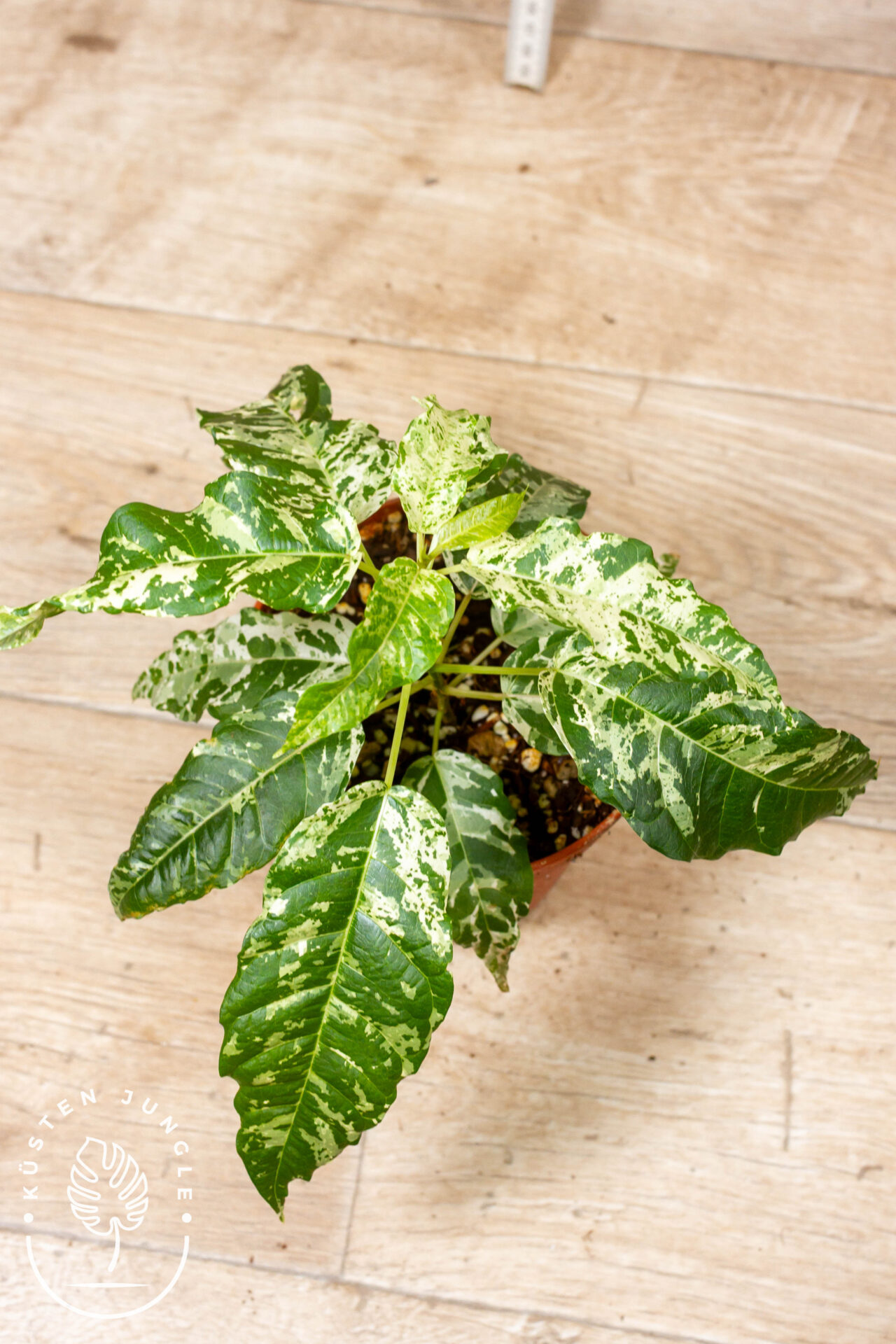 Ficus Snowstorm 003 WYSIWYG