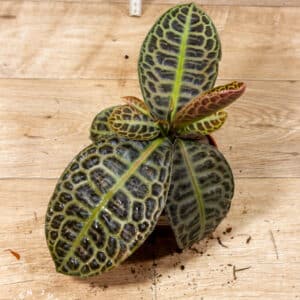 Labisia Turtle Back 001A WYSIWYG