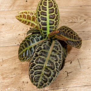 Labisia Turtle Back 002A WYSIWYG