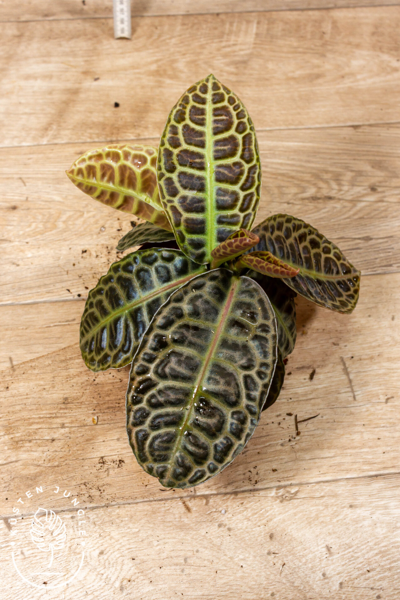 Labisia Turtle Back 002A WYSIWYG