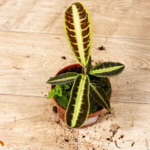 Labisia jabi 001A WYSIWYG