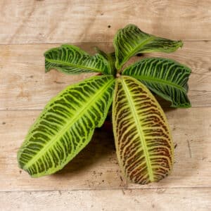 Labisia japonica 001A WYSIWYG