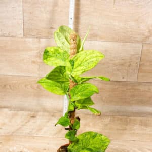 Rhaphidophora korthalsii marble aurea 001 WYSIWYG