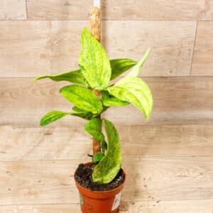 Rhaphidophora korthalsii marble aurea 002 WYSIWYG