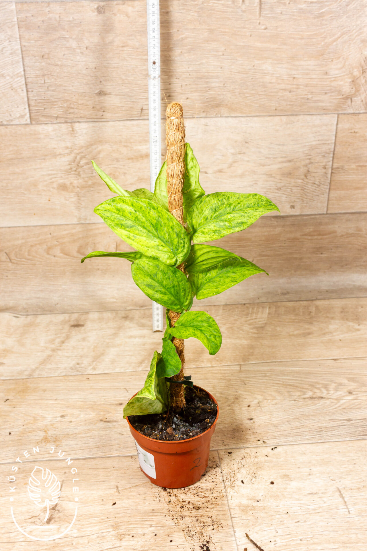 Rhaphidophora korthalsii marble aurea 002 WYSIWYG – Bild 2