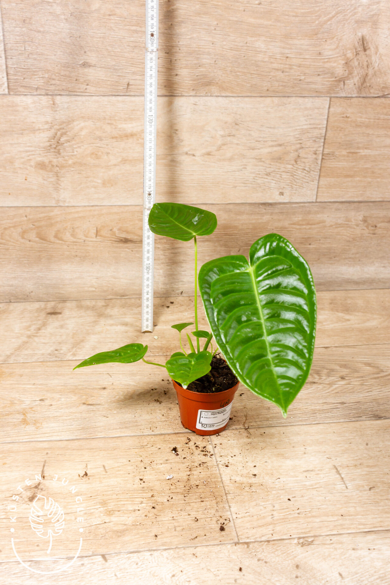 Anthurium veitchii 001 WYSIWYG