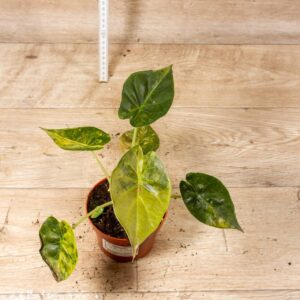 Alocasia Wentii Aurea Sunset 002A WYSIWYG