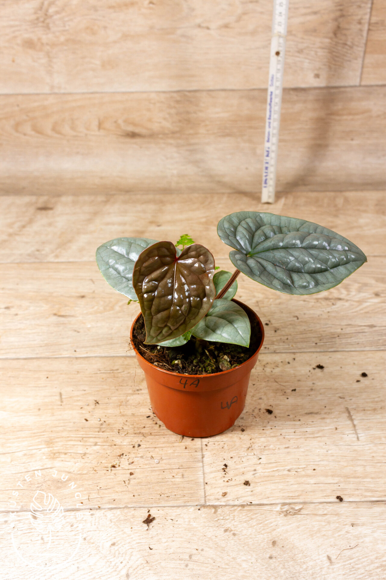 Anthurium luxurians 004A WYSIWYG