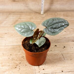 Anthurium luxurians 005A WYSIWYG