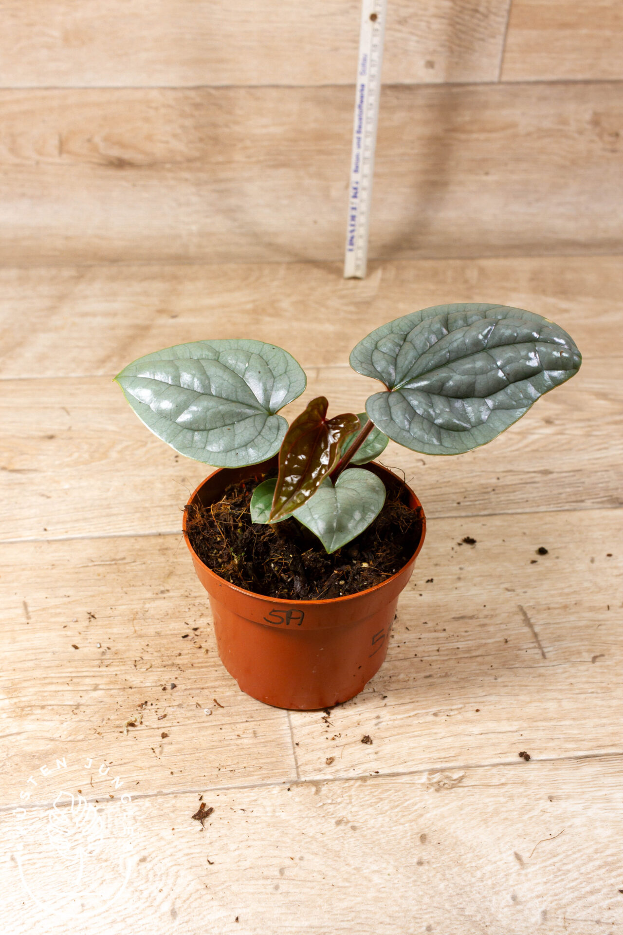 Anthurium luxurians 005A WYSIWYG