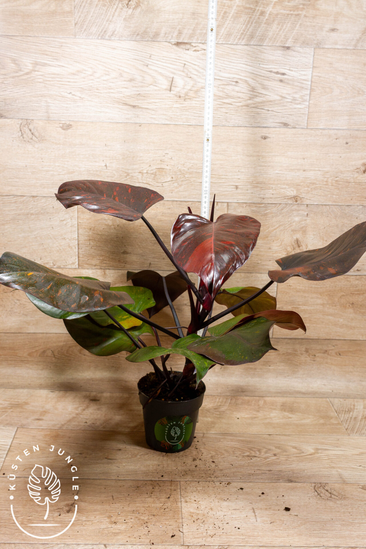 Philodendron orange princess 002 WYSIWYG
