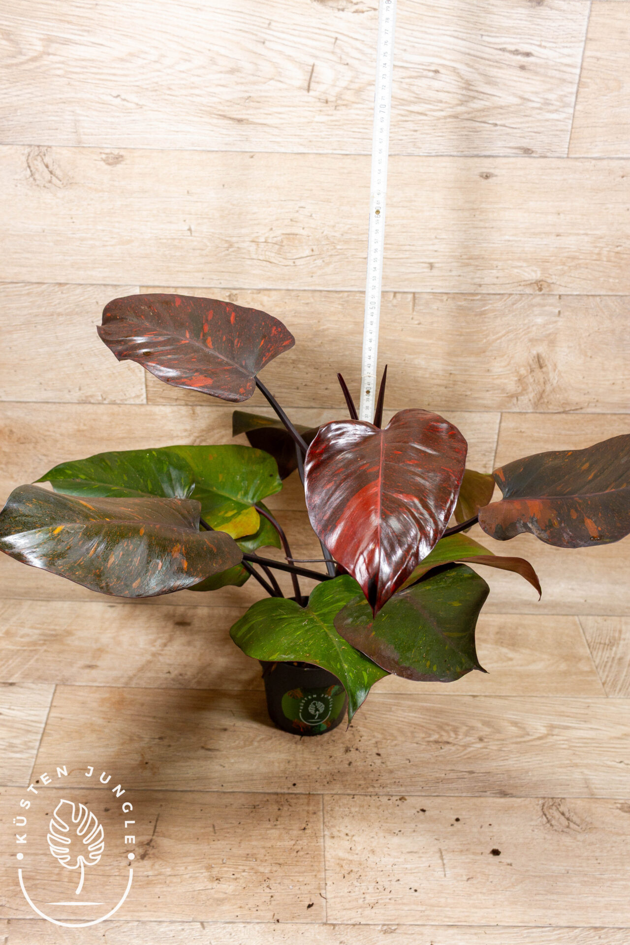 Philodendron orange princess 002 WYSIWYG – Bild 2