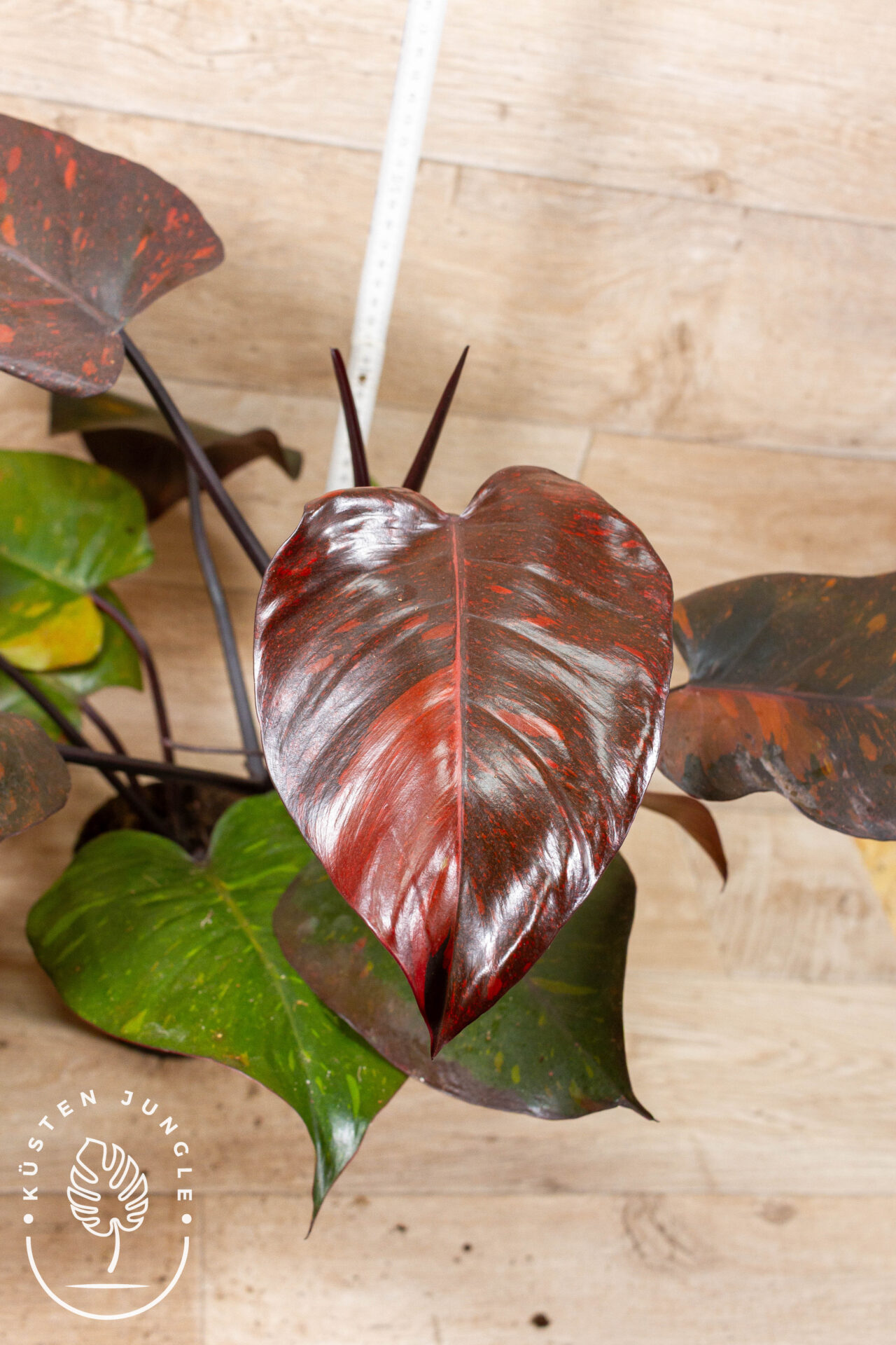 Philodendron orange princess 002 WYSIWYG – Bild 3