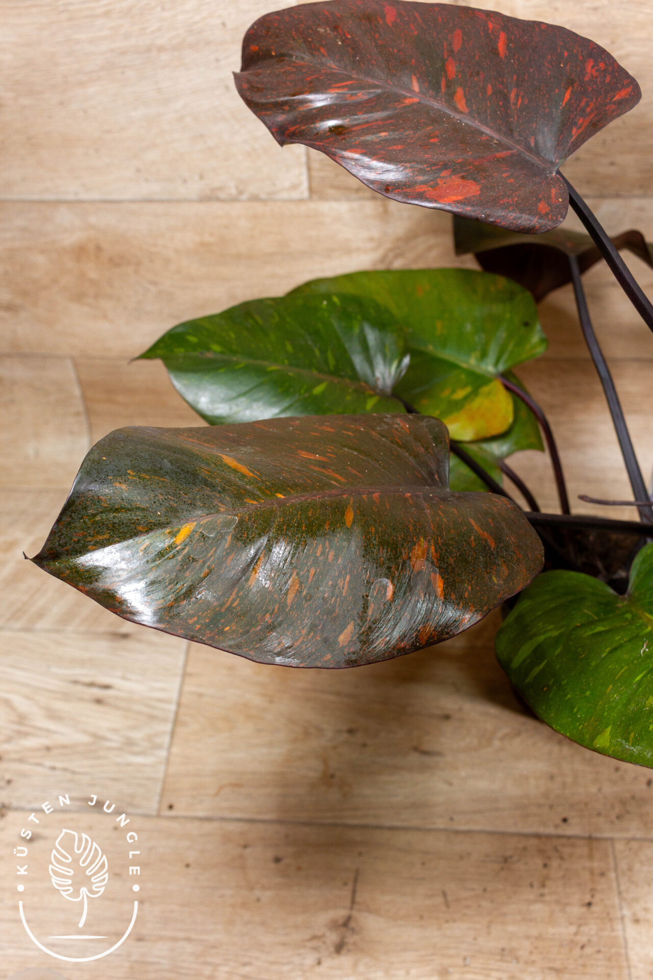 Philodendron orange princess 002 WYSIWYG – Bild 5
