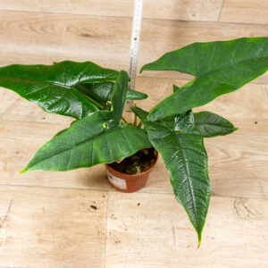 Alocasia sulawesi green carpet 002 WYSIWYG