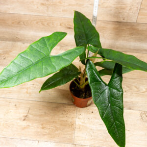 Alocasia sulawesi green carpet 003 WYSIWYG