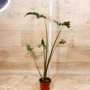 Alocasia teletubbies 002 WYSIWYG