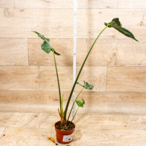 Alocasia teletubbies 004 WYSIWYG