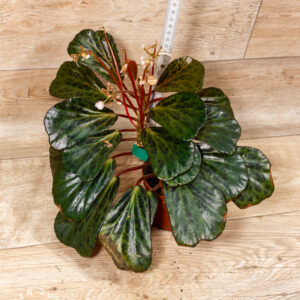 Begonia blancii mottled 004 WYSIWYG