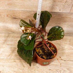 Begonia blancii mottled 002 WYSIWYG