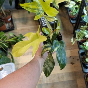 Philodendron florida beauty 002 WYSIWYG