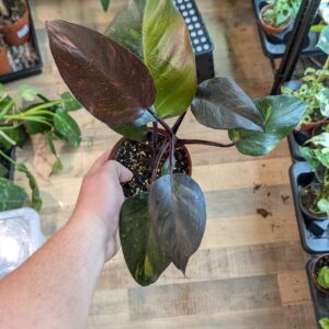 Philodendron orange princess 003 WYSIWYG