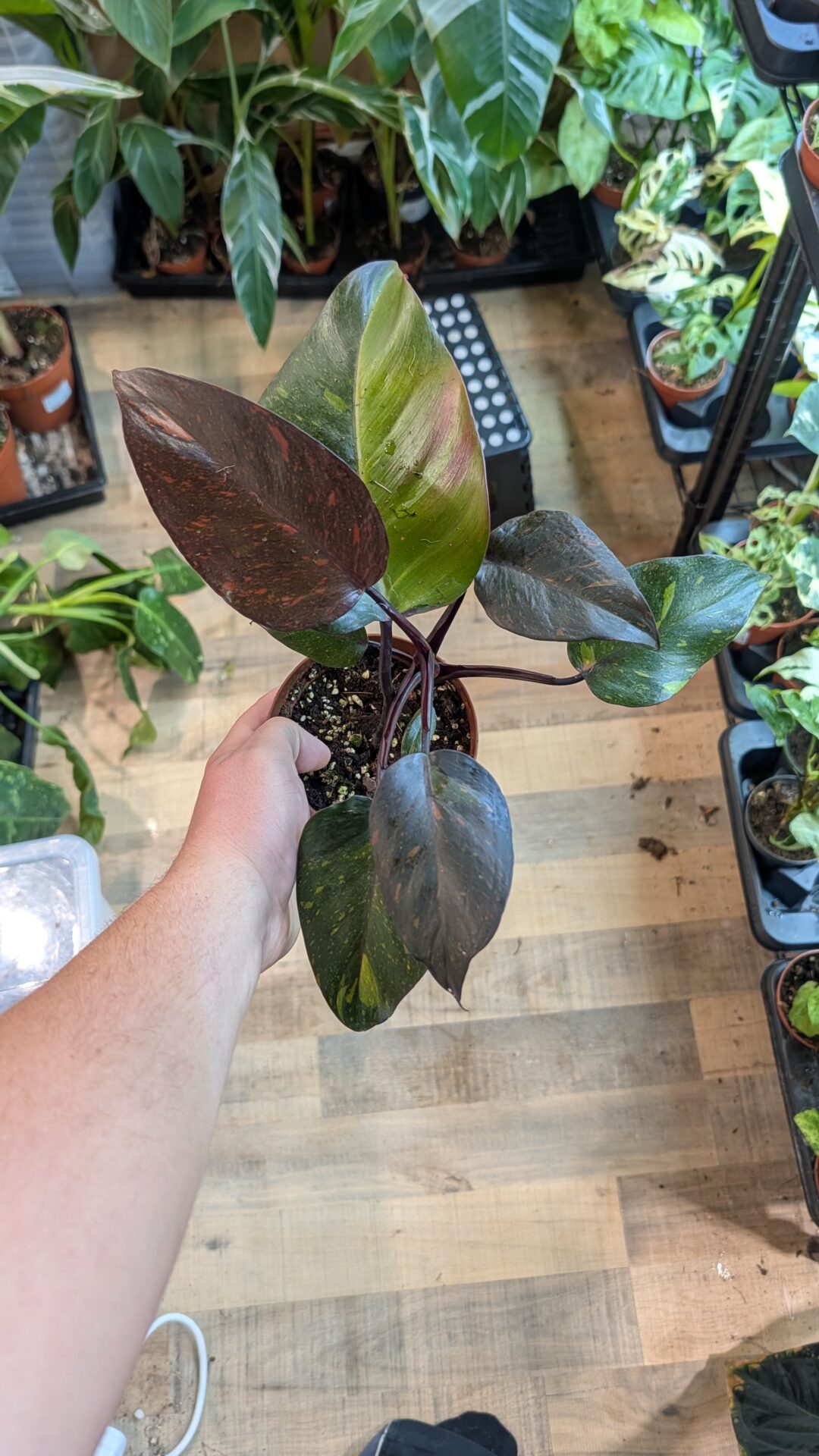 Philodendron orange princess 003 WYSIWYG