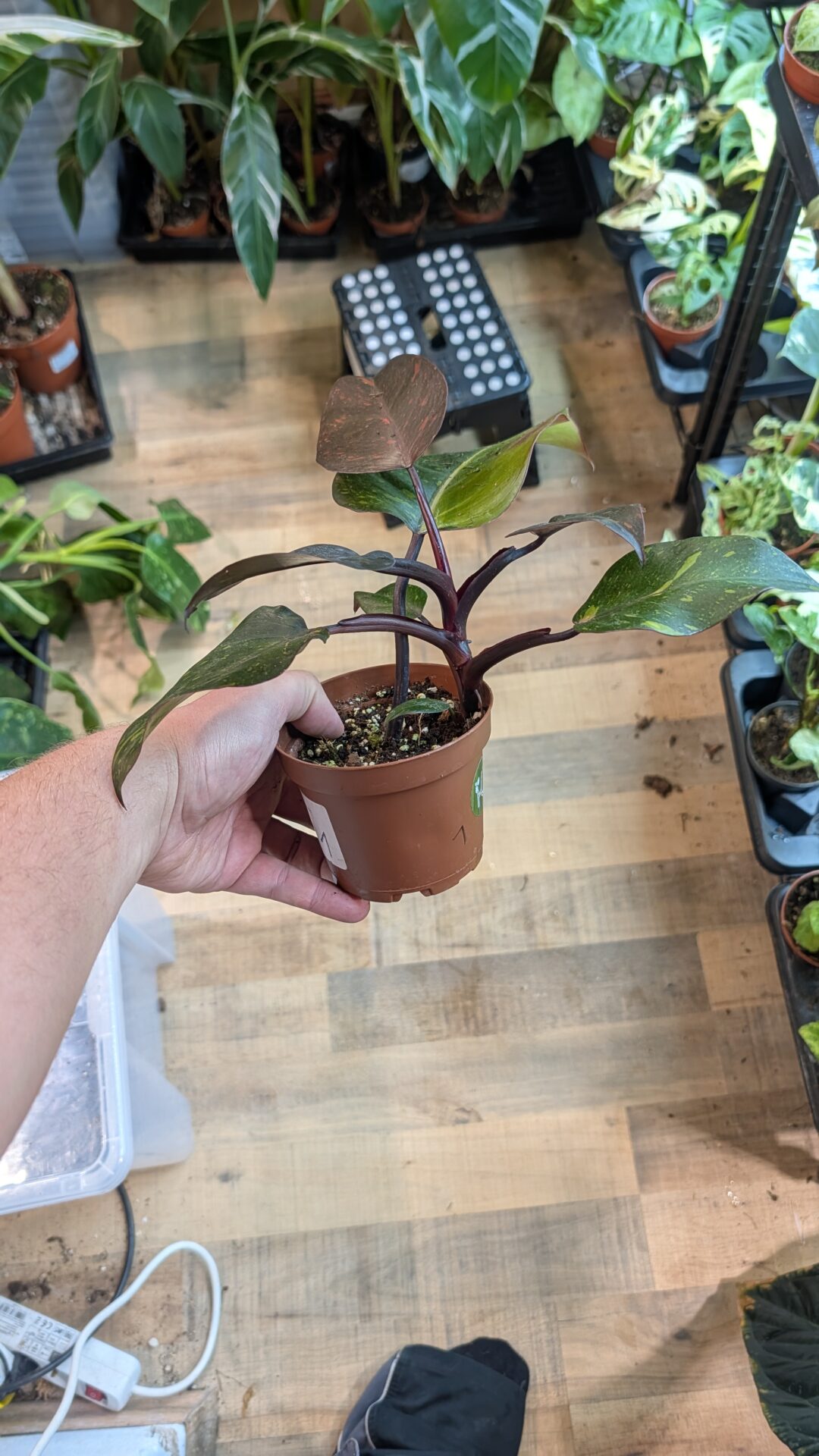 Philodendron orange princess 003 WYSIWYG – Bild 2