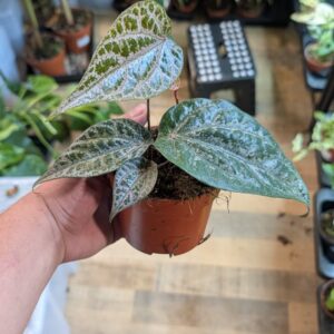 Piper crocatum 003A WYSIWYG