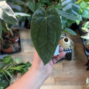 Anthurium Papillilaminum Guna Yala x BVEP 003 WYSIWYG