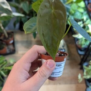 Anthurium Papillilaminum Guna Yala x BVEP 004 WYSIWYG