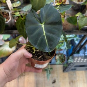 Alocasia frydek round/meclizine 001A WYSIWYG