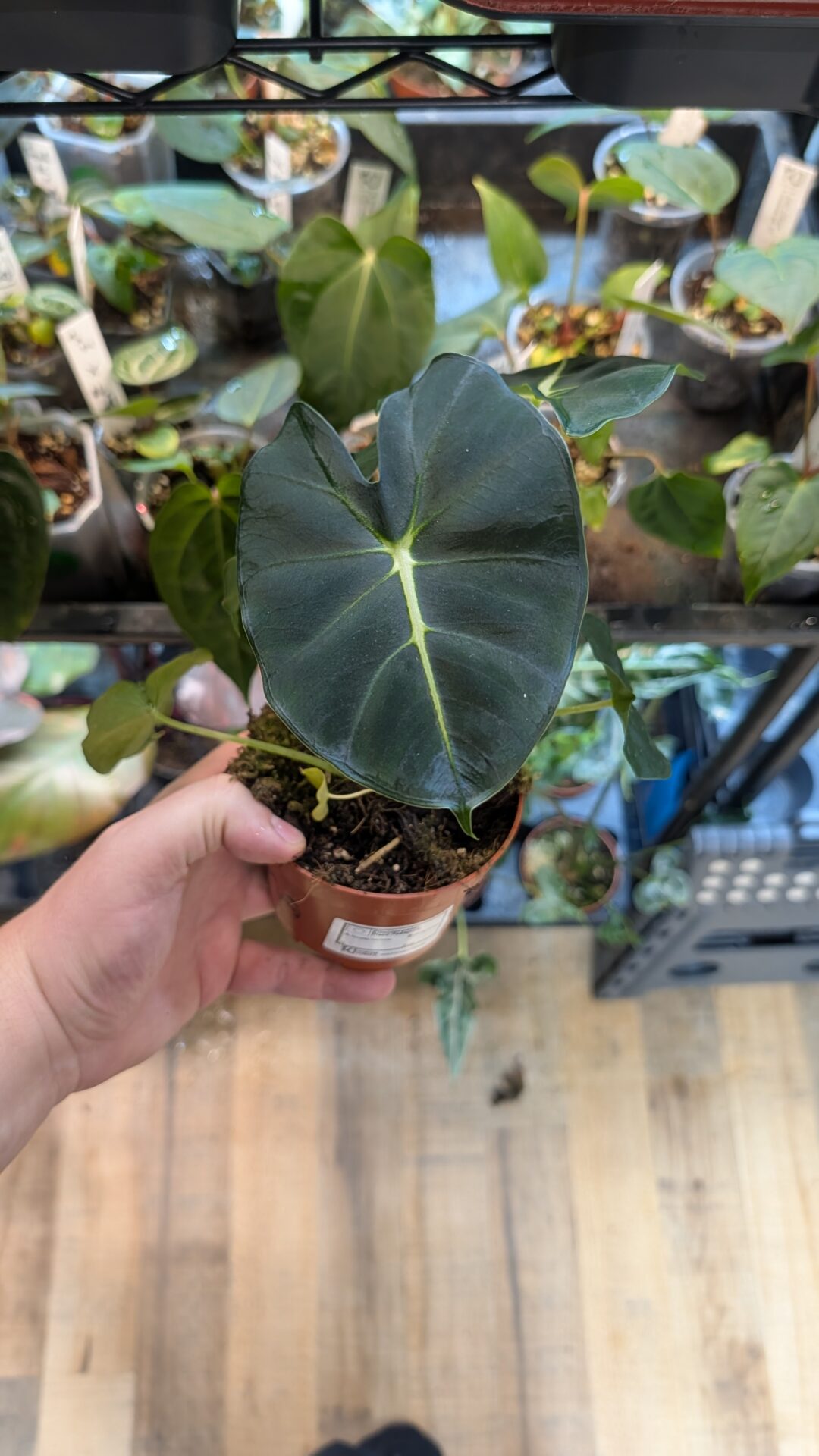 Alocasia frydek round/meclizine 001A WYSIWYG