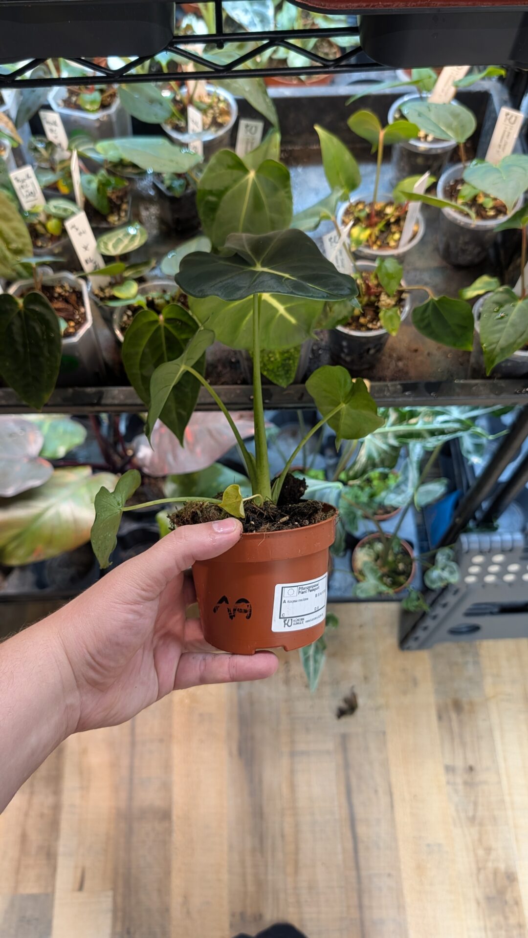 Alocasia frydek round/meclizine 001A WYSIWYG – Bild 2