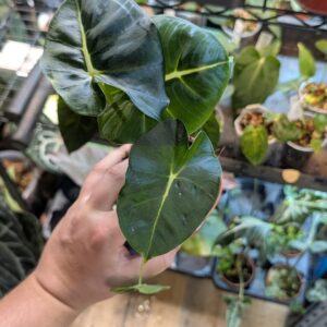 Alocasia frydek round/meclizine 003A WYSIWYG