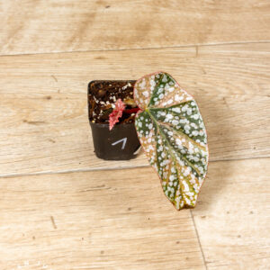 Begonia snow capped variegata 001 WYSIWYG