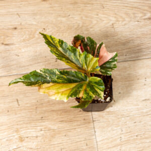 Begonia ginny galaxy WYSIWYG