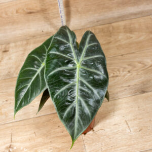 Alocasia sp. 001 WYSIWYG