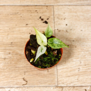 Alocasia simpo variegata 002 WYSIWYG